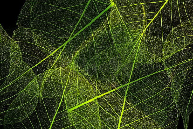 Une texture de feuille photos libres de droits Une texture de feuille photos libres de droits