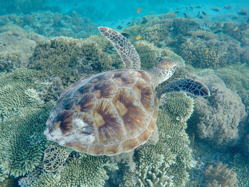 A turtle gliding above a coral-covered seabed reef. A turtle gliding above a coral-covered seabed reef
