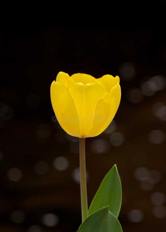 Une tulipe jaune image stock. Image du beau, assez, zone - 49299921