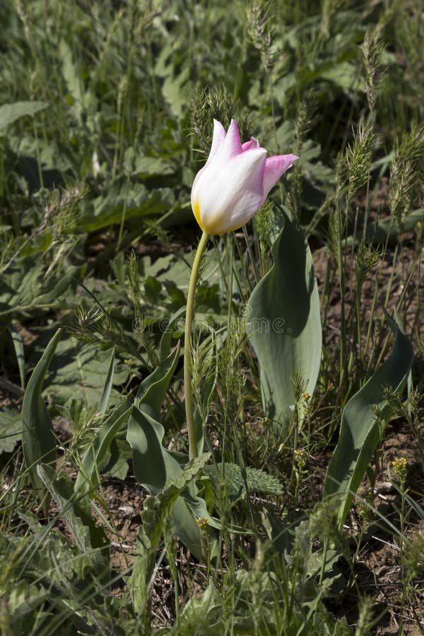Une Tulipe Sauvage Rose-blanc Qui Pousse Dans L'herbe Verte Photo stock -  Image du rouge, lame: 216676466