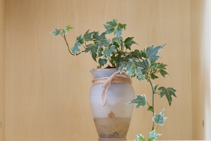 Une usine mise en pot photos stock Une usine mise en pot photos stock