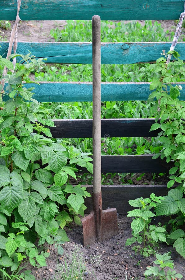 Une vieille pelle rouillée près des framboisiers, qui se développent à côté de la barrière en bois du jardin de village Associ de