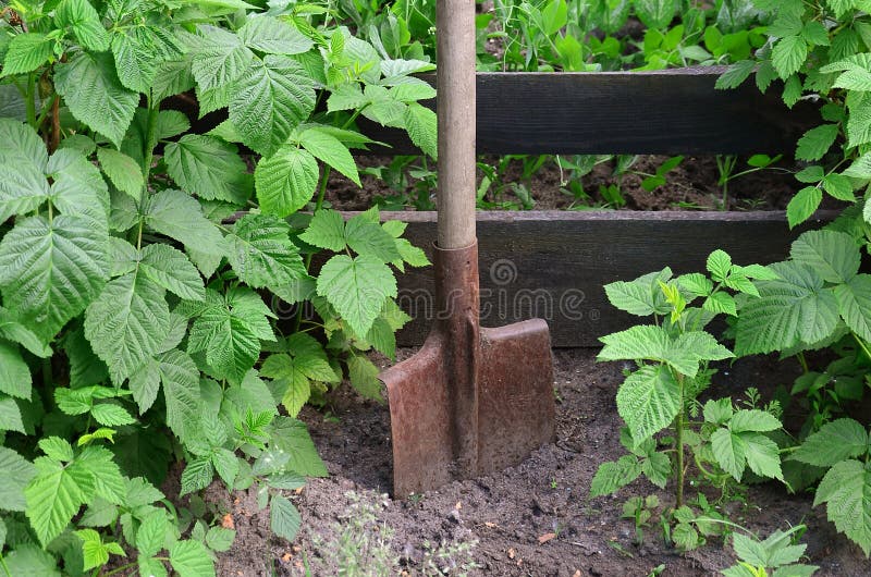 Une vieille pelle rouillée près des framboisiers, qui se développent à côté de la barrière en bois du jardin de village Associ de