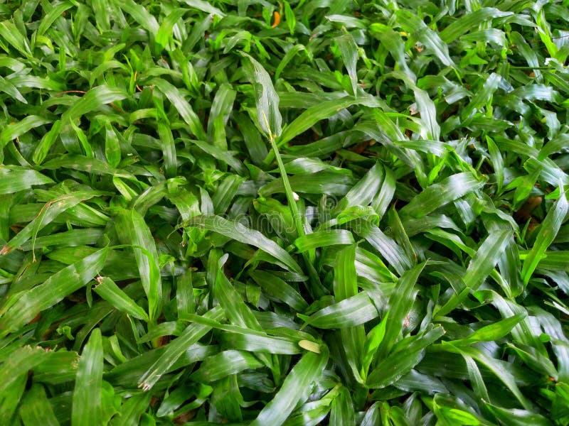 Une vue détaillée de la surface supérieure du carabao vert vibrant Axonopus compressus poussant densément photo stock