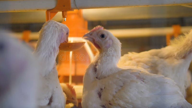 Une vue en gros plan sur plusieurs poulets à rôtir a recueilli à un buveur de mamelon clips vidéos