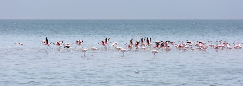 Une vue large-cultivée d'un troupeau des flamants roses en mer peu profonde de baie de Walvis en Namibie images libres de droits Une vue large-cultivée d'un troupeau des flamants roses en mer peu profonde de baie de Walvis en Namibie images libres de droits