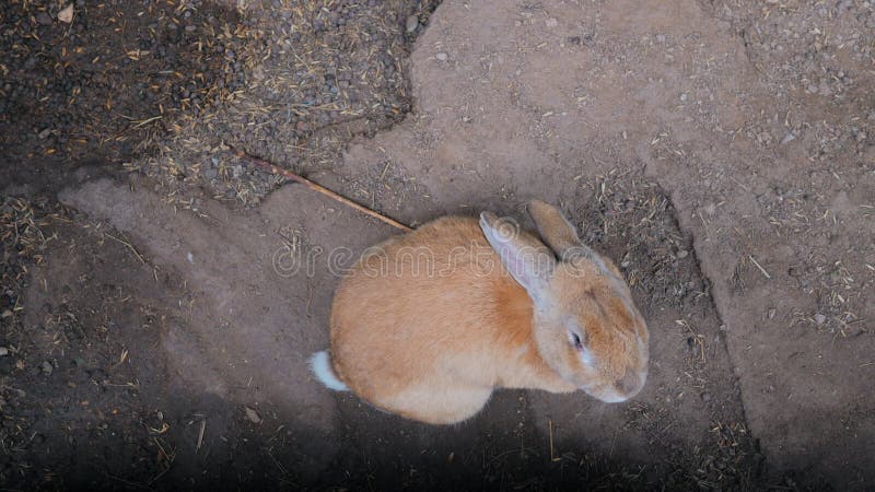 Une vue sur le sommet d'un grand lapin brun gras qui s'éloigne du cadre