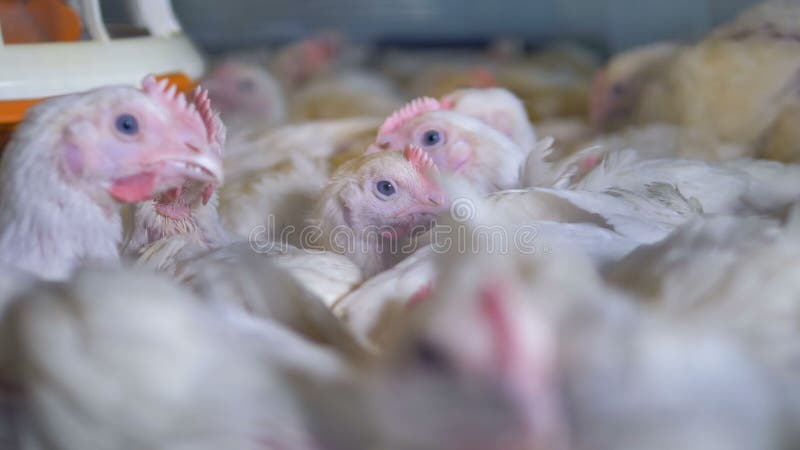 Une vue étroite sur beaucoup de poulets se reposant à l'intérieur d'une cage clips vidéos