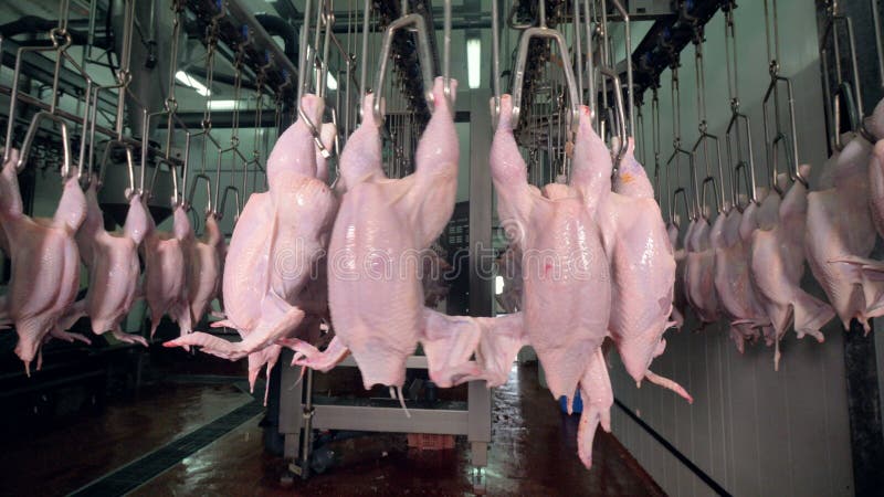 Une vue étroite sur des corps de poulet allumant une ligne de dispositif d'accrochage clips vidéos