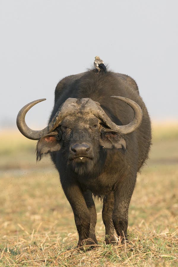 Une équitation d'oiseau soutiennent dessus du buffle de cap photographie stock Une équitation d'oiseau soutiennent dessus du buffle de cap photographie stock