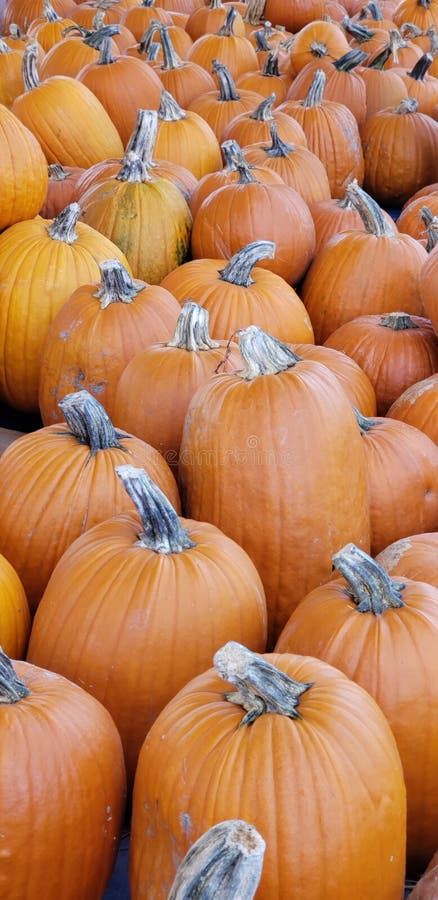 Unending pumpkins royalty free stock photo Unending pumpkins royalty free stock photo