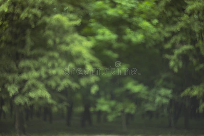 Unfocused Abstract Blurred Dark Green Atmospheric Forest Background Empty  Copy Space Stock Photo - Image of blur, ecology: 168745468
