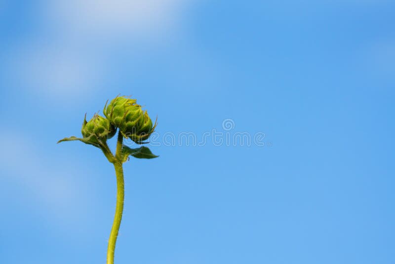 Unfruited sunflower royalty free stock photography