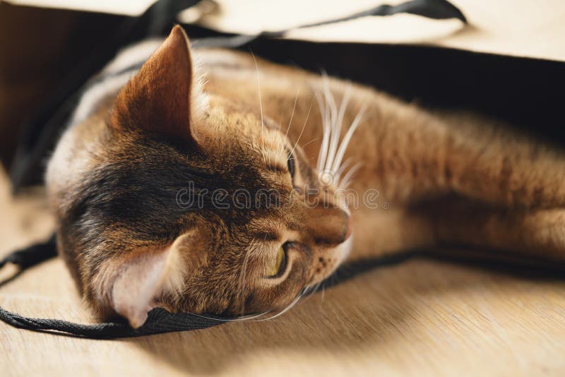 Ung abyssinian katt i påse på tabellen royaltyfria bilder Ung abyssinian katt i påse på tabellen royaltyfria bilder