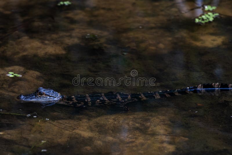 Ung alligator. En juvenile american alligator lurar i en ström i daphne alabama den 17 juli 2021
