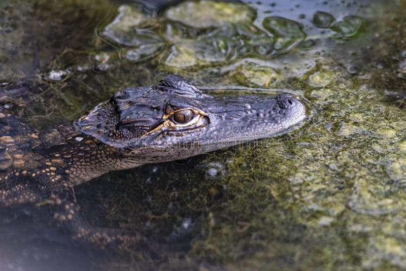 Ung alligator arkivbilder