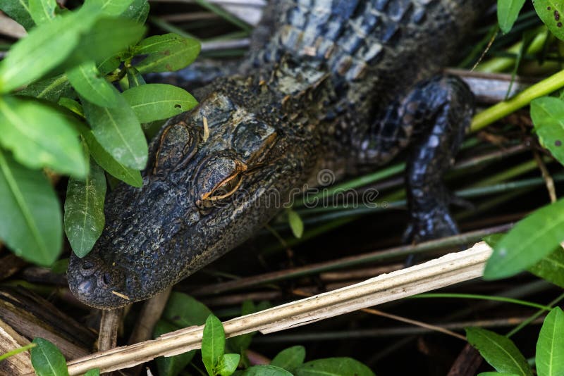 Ung alligator i medelnationalparken arkivfoton