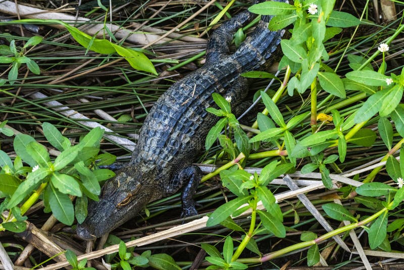 Ung alligator i medelnationalparken arkivbild