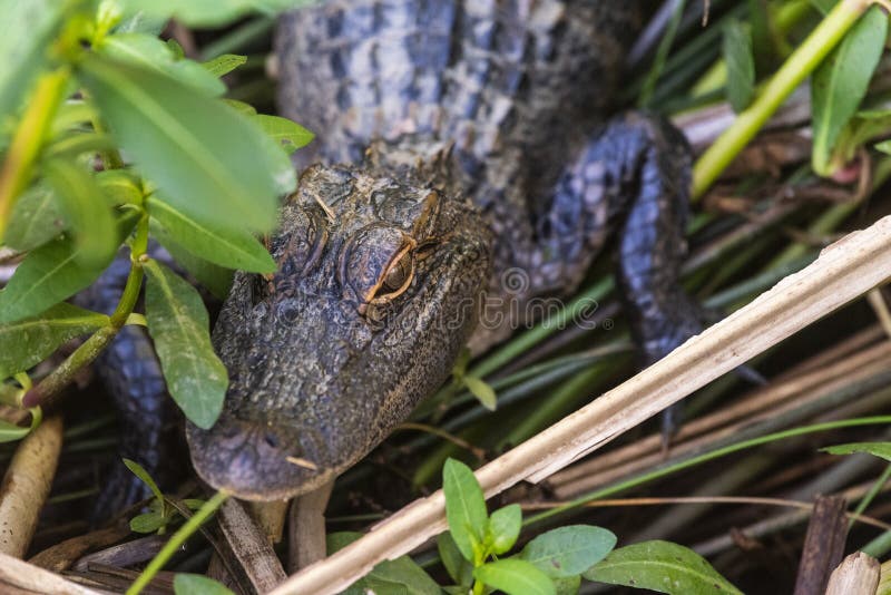 Ung alligator i medelnationalparken royaltyfria foton