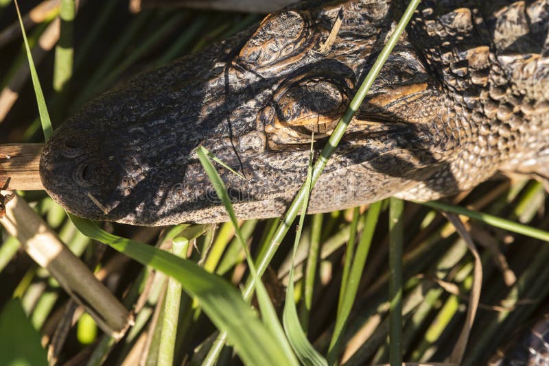Ung alligator i medelnationalparken arkivbilder