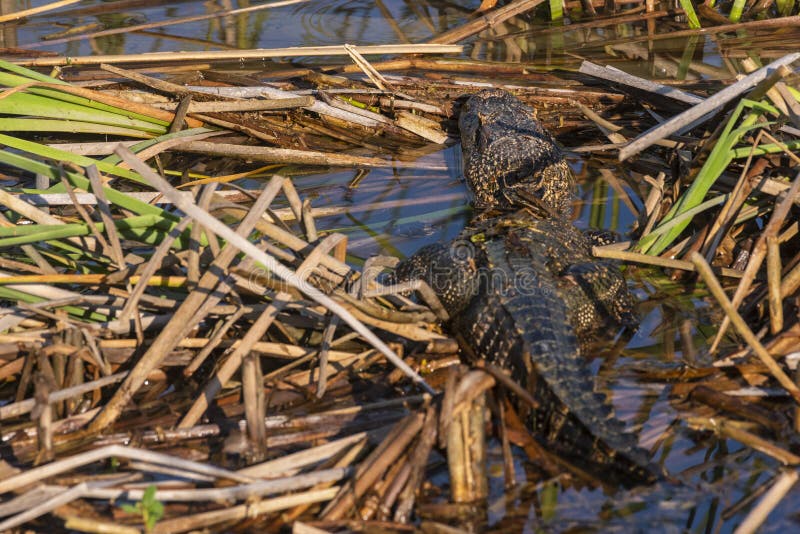Ung alligator i medelnationalparken royaltyfri bild