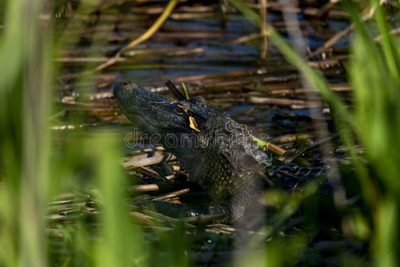 Ung alligator i medelnationalparken royaltyfria foton