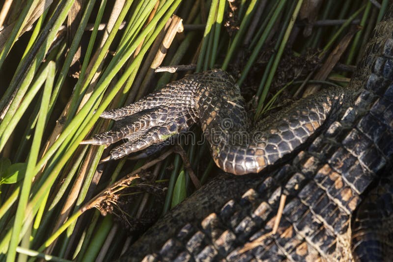 Ung alligator i medelnationalparken fotografering för bildbyråer