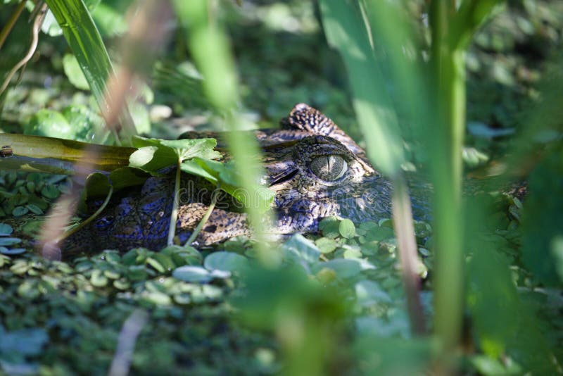 Ung alligator på lush grön folie i en lugnande damm royaltyfri foto