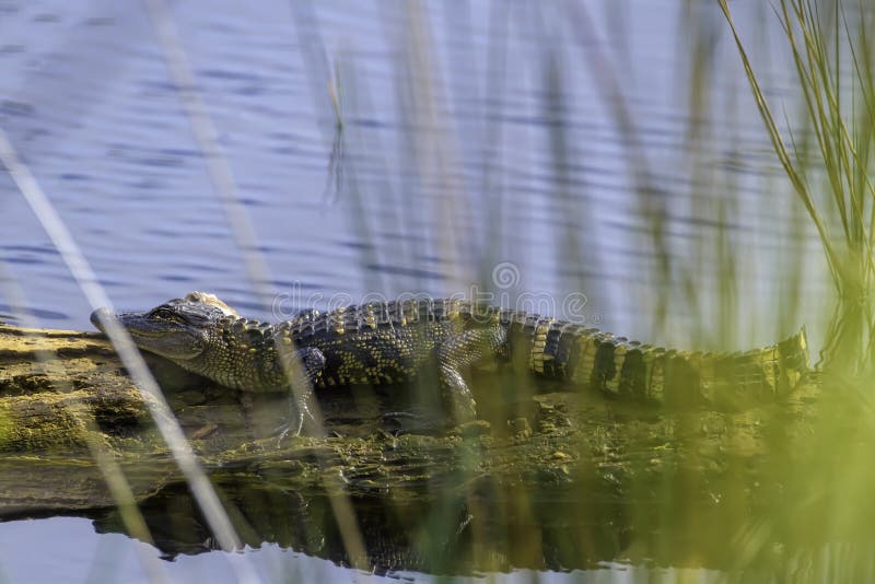 Ung alligator som ligger på en logg arkivbilder