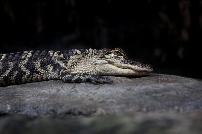 Ung alligator som sitter på en sten arkivbild