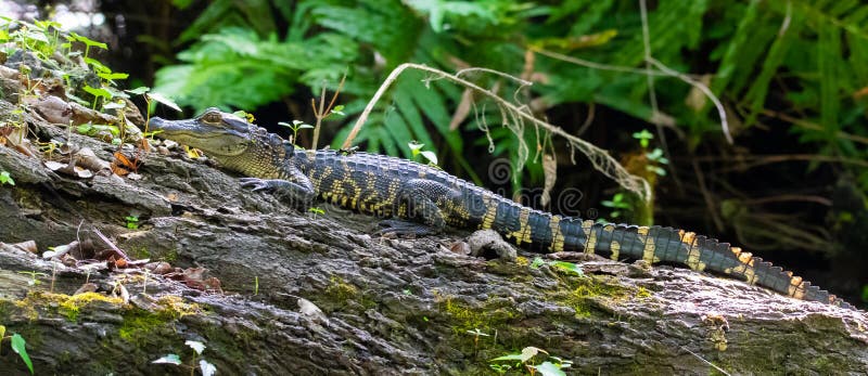 Ung american alligator arkivfoto