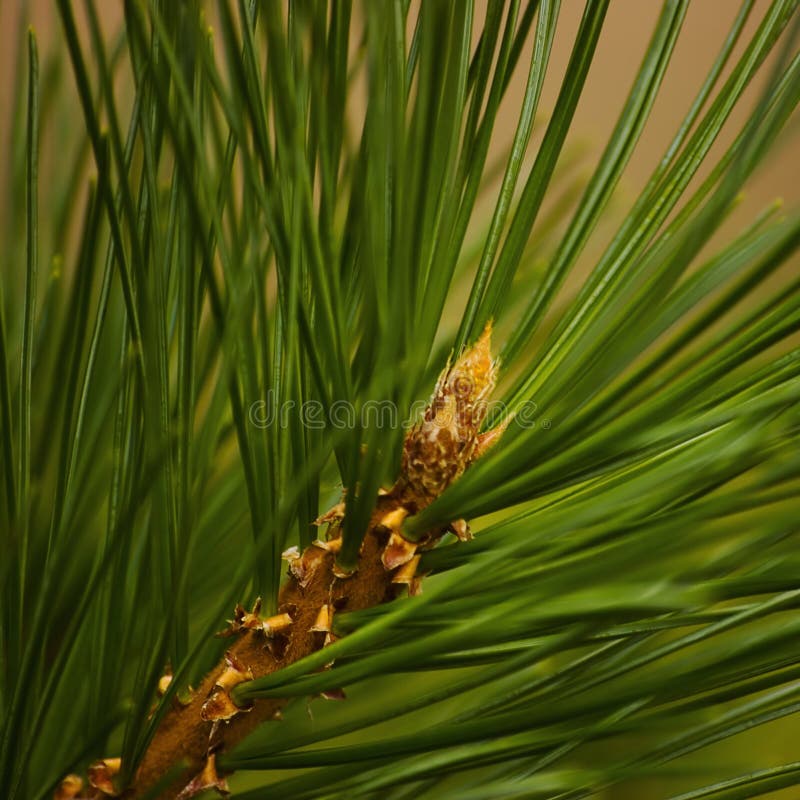 Ung europeisk röd pine twig yellow bright shiny i bloom stor detaljerad pinus sylvestris branchlet macrocloseup pinaceae fotografering för bildbyråer