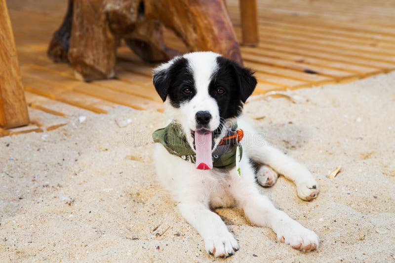 Cute puppy with Surf accessories gaped on the beach. Cute puppy with Surf accessories gaped on the beach.