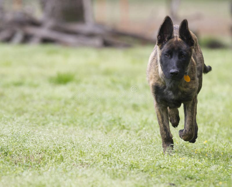 Herding dog puppy with brindle coloring, running towards the camera. Collar tag is showing. Copy space on side of photograph. Livestock Guardian Dog or protection dog young male pup. Belgian Malinois or Dutch Shepard puppy four months old. Herding dog puppy with brindle coloring, running towards the camera. Collar tag is showing. Copy space on side of photograph. Livestock Guardian Dog or protection dog young male pup. Belgian Malinois or Dutch Shepard puppy four months old.