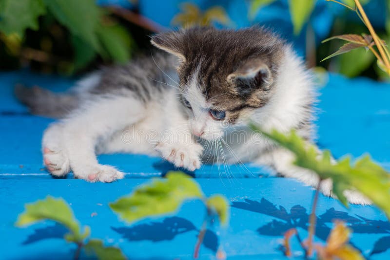 Ung kattunge på en blå bänk royaltyfri foto Ung kattunge på en blå bänk royaltyfri foto