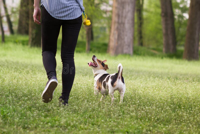 Ung kvinna som går med en hund som spelar utbildning arkivfoton Ung kvinna som går med en hund som spelar utbildning arkivfoton