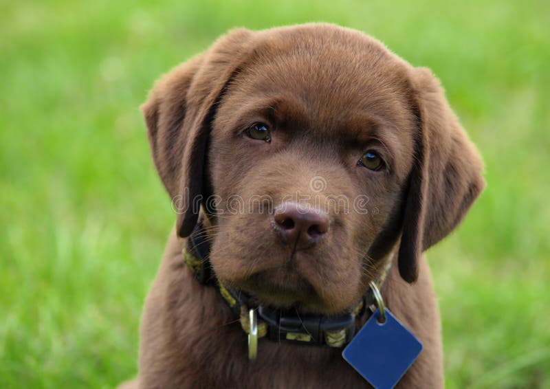 Ung labrador retriever valp royaltyfria foton Ung labrador retriever valp royaltyfria foton