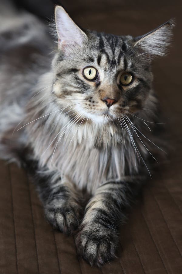 Ung maine tvättbjörnkatt på en brun bakgrund härlig katt arkivfoto Ung maine tvättbjörnkatt på en brun bakgrund härlig katt arkivfoto