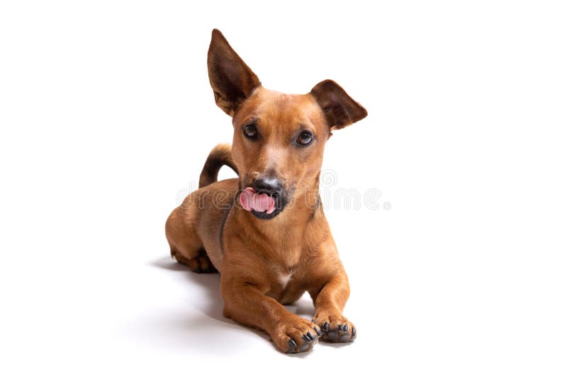 Ung Och Liten Brun Hund Som Isoleras P? En Vit Bakgrund Arkivfoto