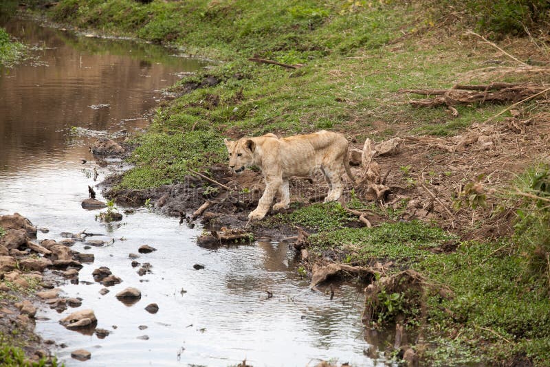 Ung Panthera leo för lejongröngöling royaltyfri fotografi Ung Panthera leo för lejongröngöling royaltyfri fotografi