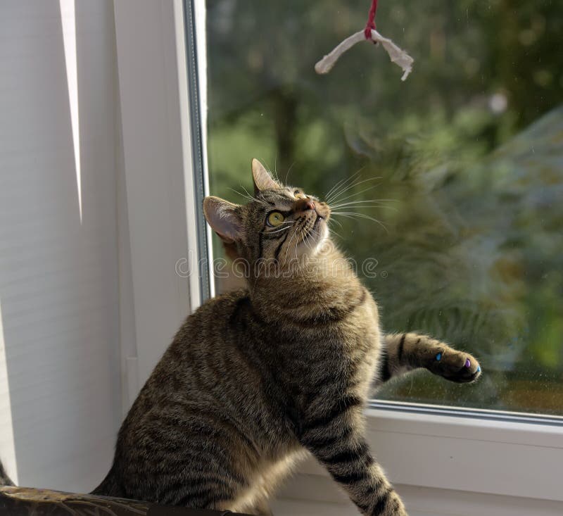 Download Ung Stilig Strimmig Kattkatt Hemma Fotografering för Bildbyråer - Bild av breckenridge, gröngöling: 76703235