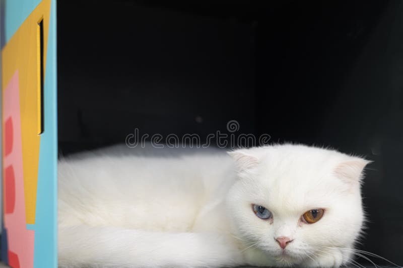 Ung söt katt vilar på trägolv Den skotska, feta, kortfristig, kattunge Två ögonfärger, katt royaltyfri bild Ung söt katt vilar på trägolv Den skotska, feta, kortfristig, kattunge Två ögonfärger, katt royaltyfri bild