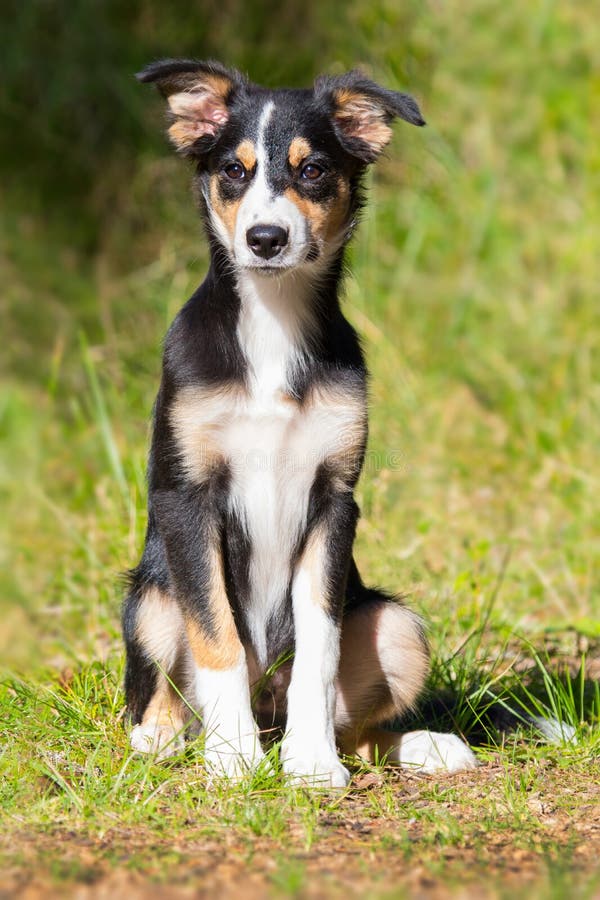 Ung Tricolor Border Collie Hund Fotografering för Bildbyråer Bild av