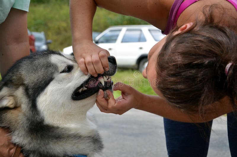 Ung veterinärkontroll utanför tänderna till den alaskabo malamuten, slut upp arkivbild Ung veterinärkontroll utanför tänderna till den alaskabo malamuten, slut upp arkivbild