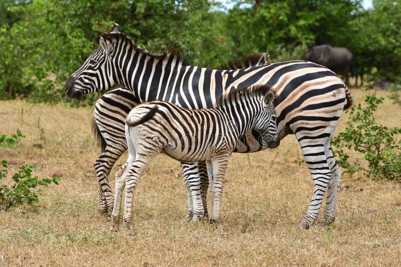 Ung zebra med sin mamma i afrikanskt landskap arkivfoton Ung zebra med sin mamma i afrikanskt landskap arkivfoton