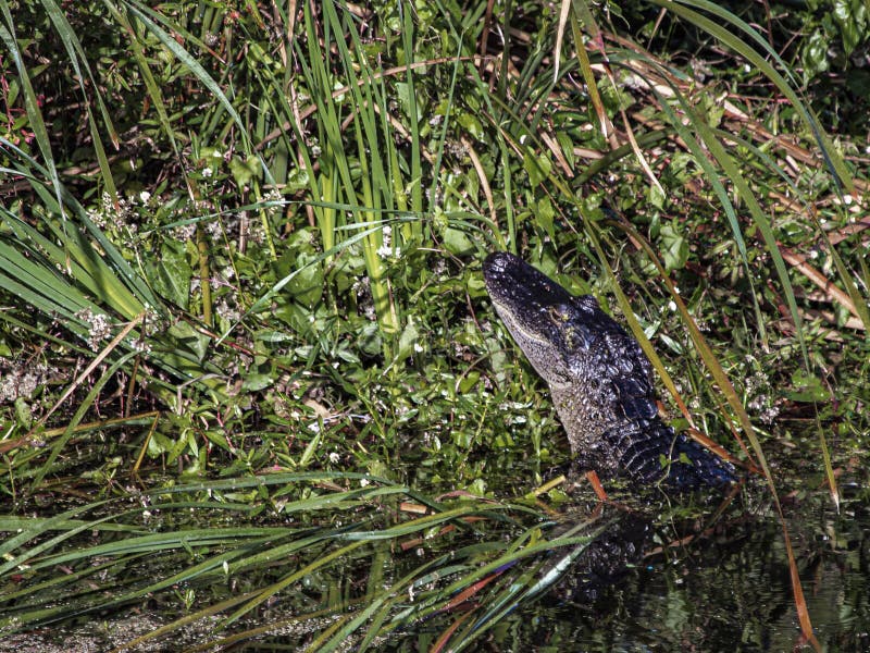 Unga alligator som vilar i en florida-träsk royaltyfria foton