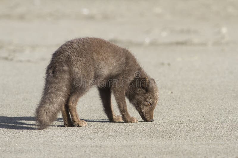Unga kommendörkaptener slösar den arktiska räven som står på strandhösten royaltyfri fotografi Unga kommendörkaptener slösar den arktiska räven som står på strandhösten royaltyfri fotografi