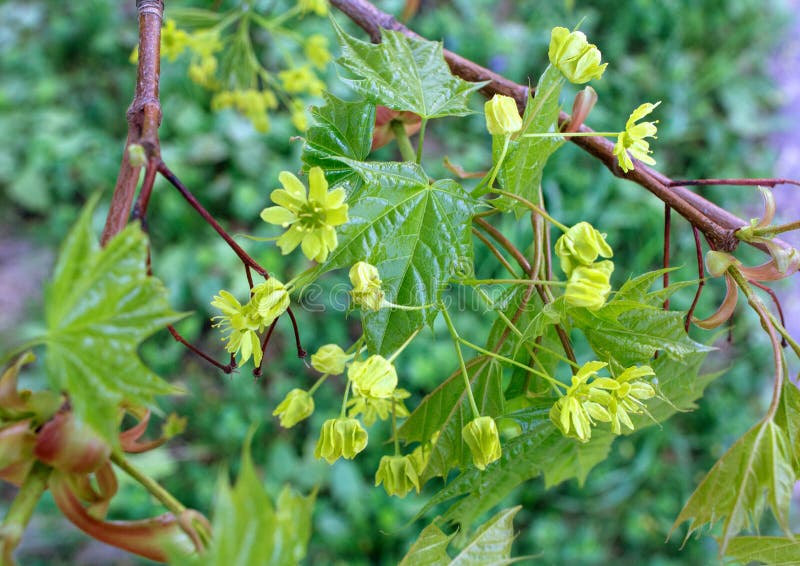 Unga lönnlöv och guling blommar i vår Blommande lönnträd arkivfoto Unga lönnlöv och guling blommar i vår Blommande lönnträd arkivfoto