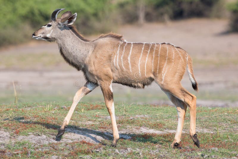 Unga manliga Kudu royaltyfria foton Unga manliga Kudu royaltyfria foton