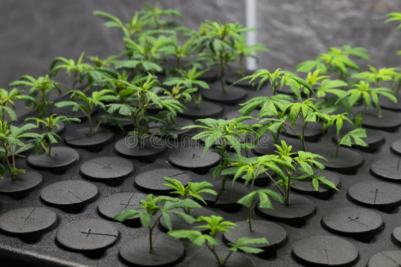 Unga nya snittcannabisklon royaltyfri foto Unga nya snittcannabisklon royaltyfri foto